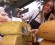 wheel of cheese being cut in Piedmont