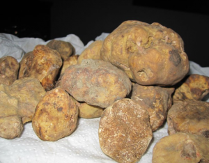 raw white truffles