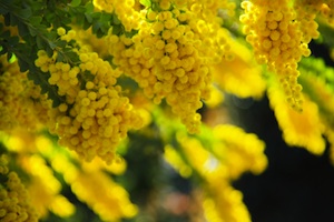 Mimosa flower