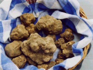 Alba white truffles