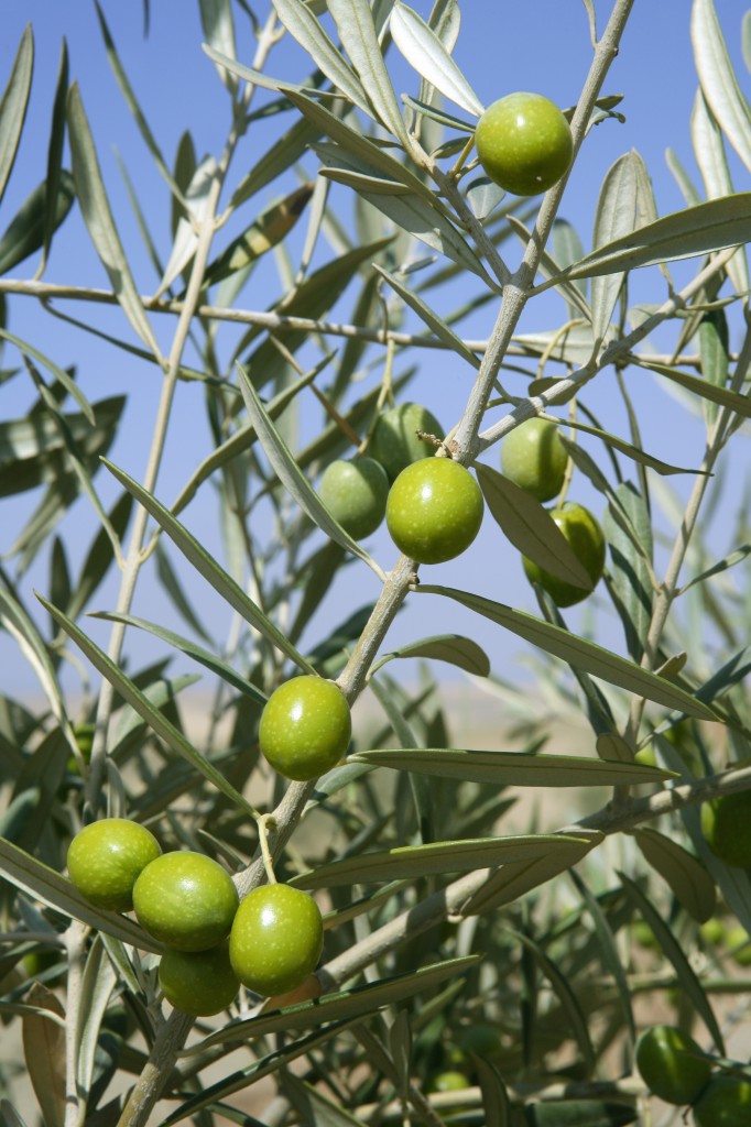 7 Steps To Buy Genuine Italian Extra Virgin Olive Oil Espresso By Select Italy