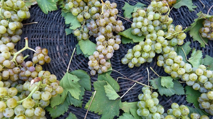 italian wines