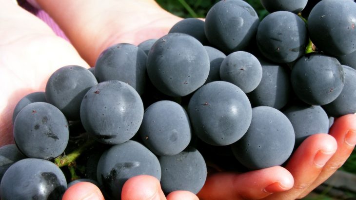 chianti wine tour