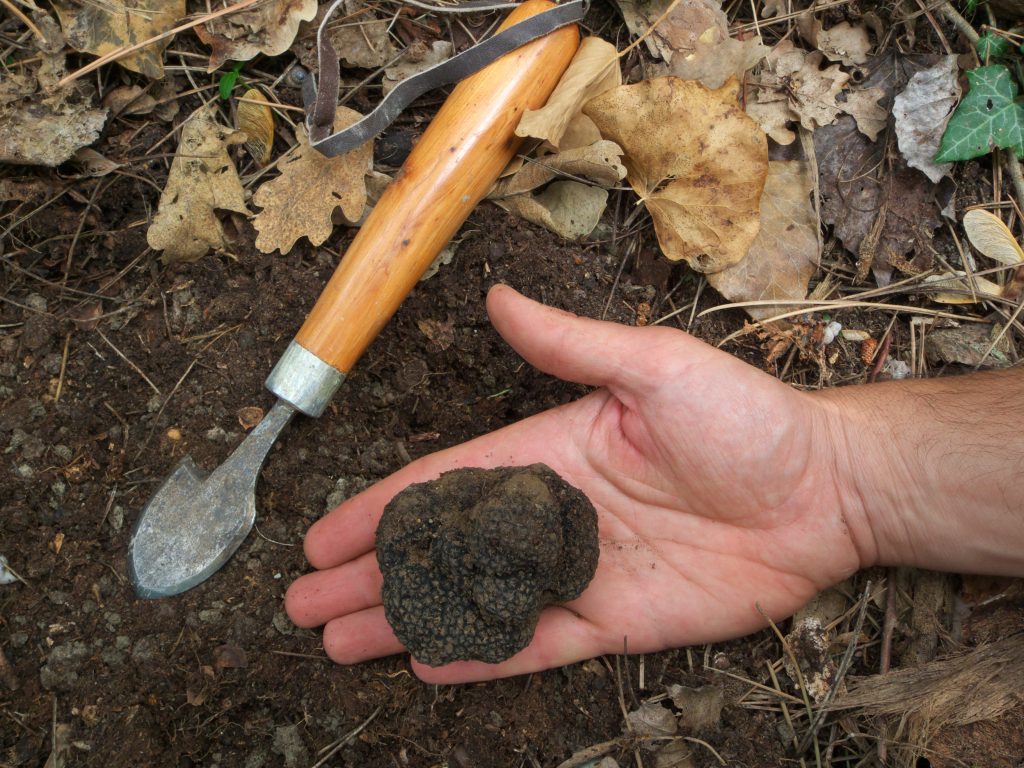 truffle hunting in italy