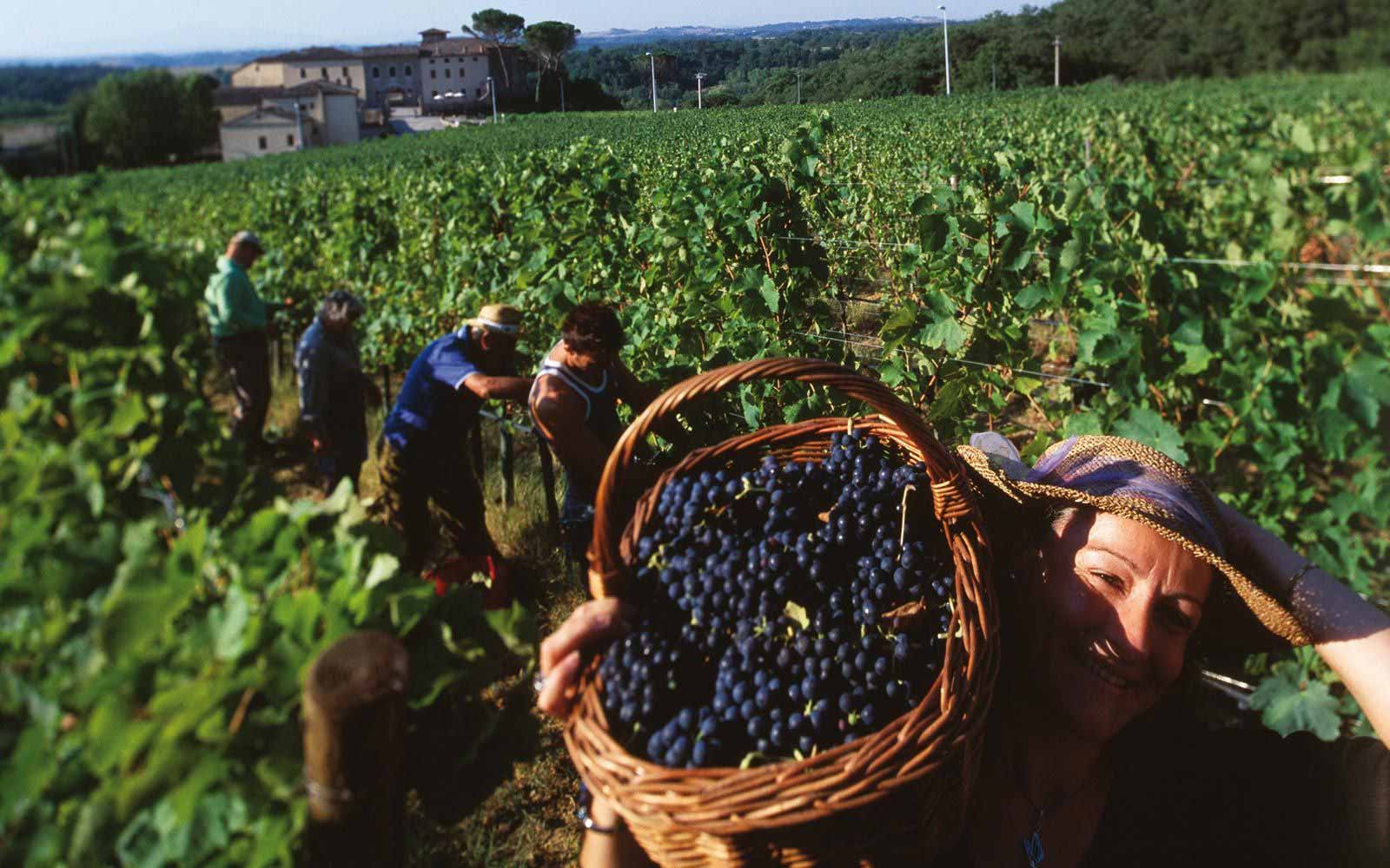 Vineyard at Castel Monastero Tuscan Resort & Spa